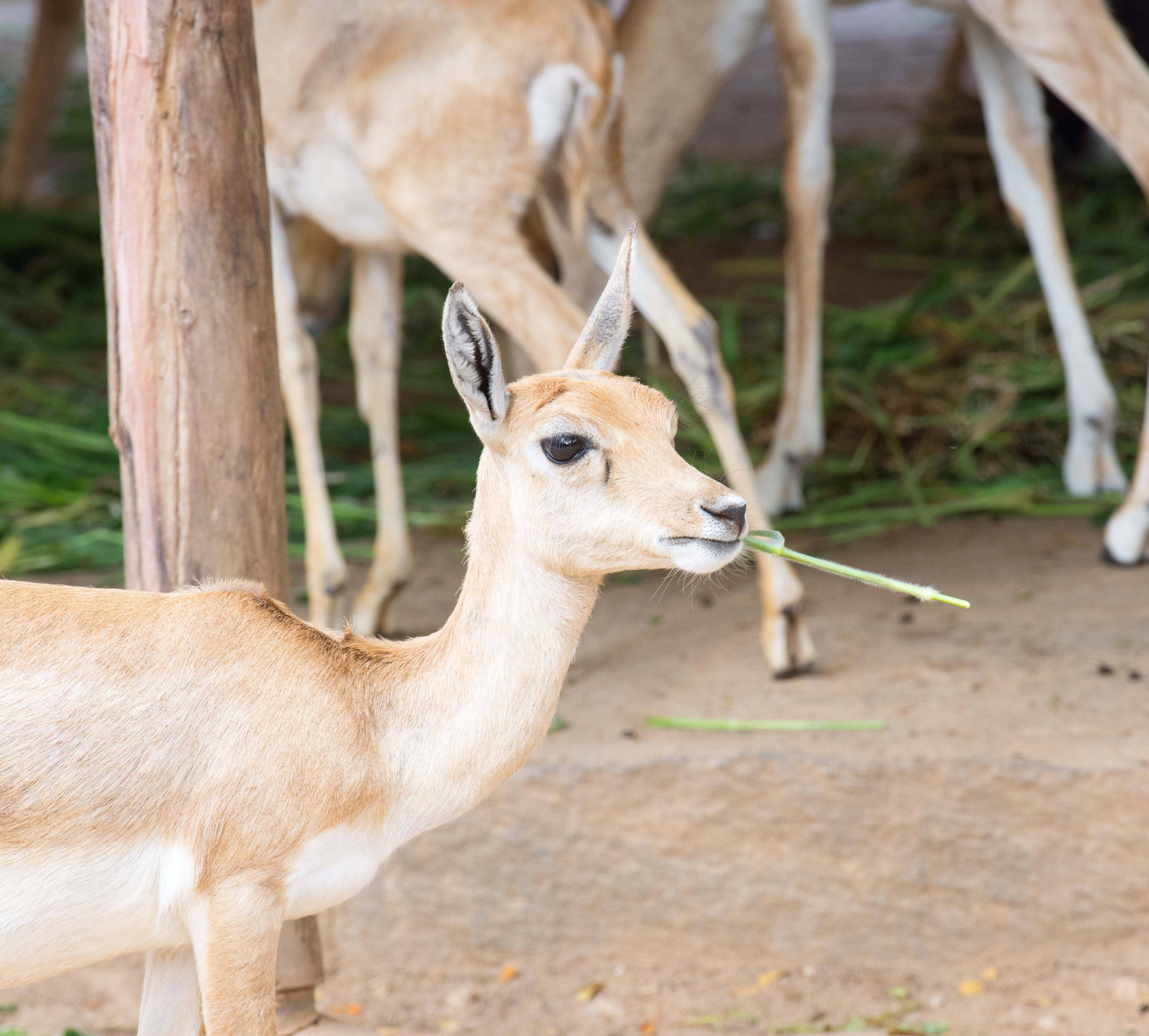 Four Horned Antelope